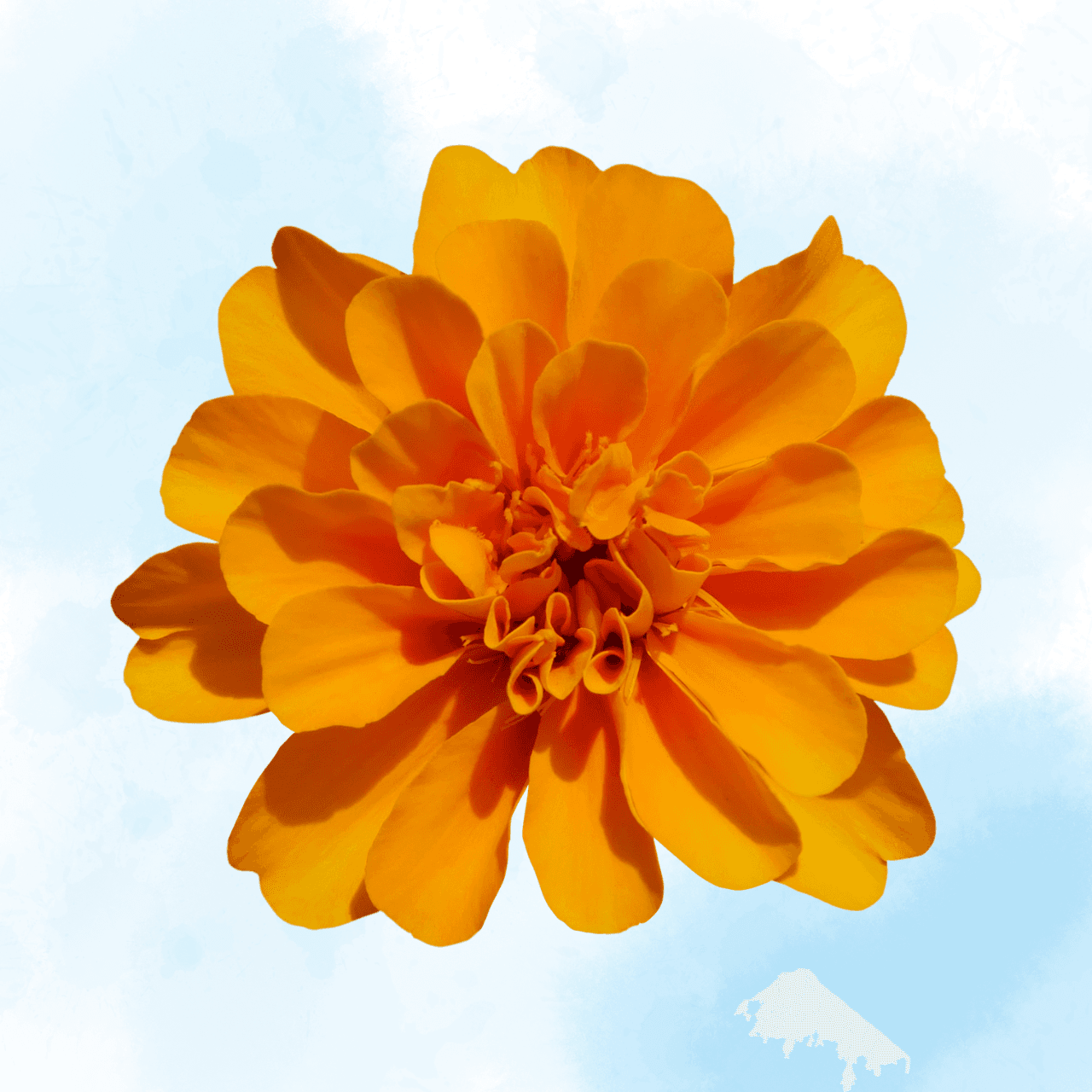 Marigold